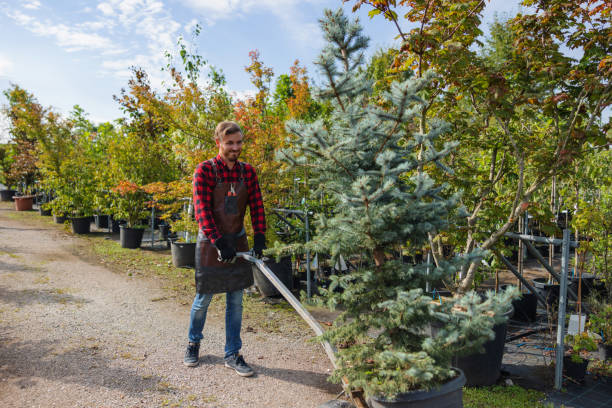 Tree Health Inspection in Lower Burrell, PA